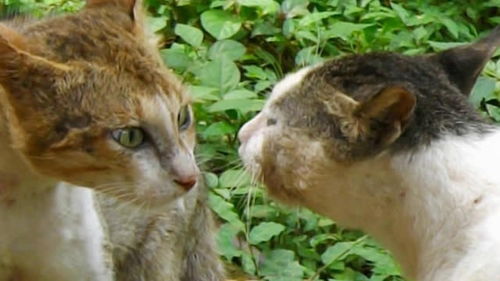变成猫后我终于红了，猫妖和死对头的甜蜜日常--第1张