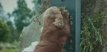 薄爷哭坟，前妻，我错了--第1张