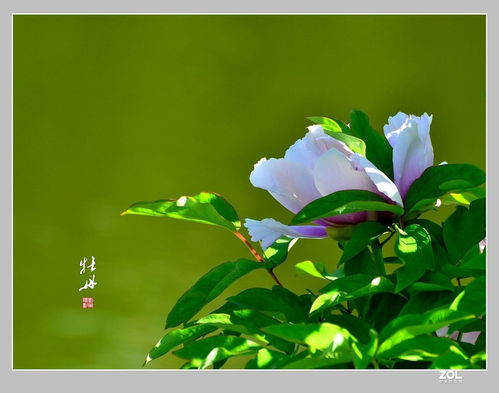 三个国色天香小师妹的短剧故事，花漾情缘--第1张