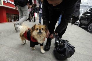 捡来的忠犬老公，亿万富翁小忠犬--第1张