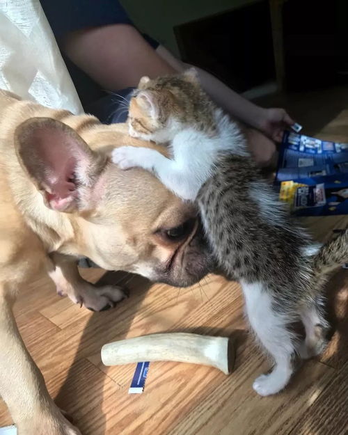 变成猫后被死对头捡回家了 变成猫后我被死对头宠上天短剧全集剧情介绍--第1张
