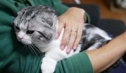 变成猫后被死对头捡回家了，我被死对头宠上天--第1张
