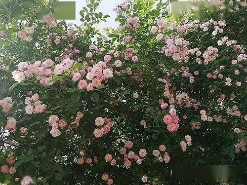 谁摘了我的花 谁摘了傅总的蔷薇短剧全集剧情信息--第1张