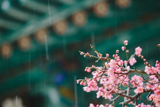 花开雨落，短剧全集剧情--第1张
