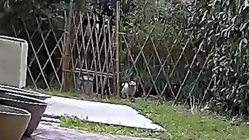 龙临五洲短剧全集剧情之神秘龙临之地--第1张