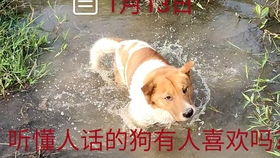 放弃所有拥抱你短剧主题曲，放弃你的所有--第1张