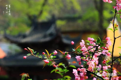 人间芳菲四月天短剧全集剧情信息，人间芳菲四月天是什么意思--第1张
