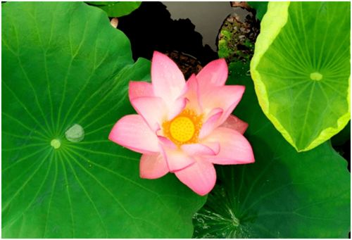 花都少帅短剧全集剧情信息资讯 花都少帅短剧全集剧情信息资讯在线观看--第1张