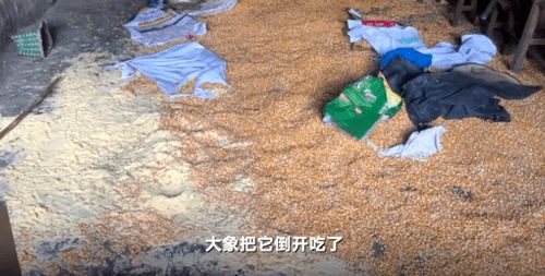史上最强小农民，短剧版全集+剧情+信息+资讯--第1张