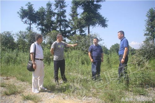靠种地成为首富短剧全集剧情信息大全 靠种地发家致富--第1张