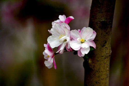 玉棠春花语 春棠花欲醉短剧全集剧情信息大全--第1张