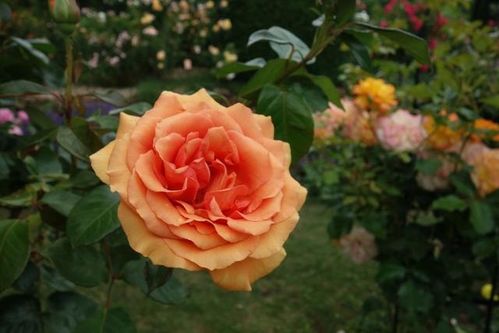 她携大佬狂虐渣男渣女短剧全集剧情信息大全 她,大佬,打钱免费阅读--第1张