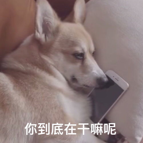 九千万亿舔狗金，全集剧情信息大全--第1张