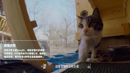 吾本是猫百度百科介绍--第1张