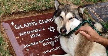 新版她死后薄爷跪在墓前哭成狗剧情简介--第1张