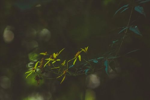  拨开云雾说爱你--第1张