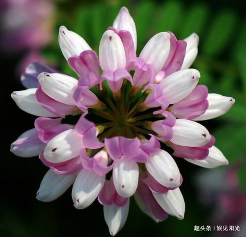 玫瑰冠冕，爱情与权力的较量，玫瑰冠花具有美容养颜、调节女性生理健康、缓解皮肤疾病等功效。--第1张