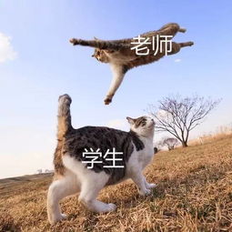 变成猫后我被死对头宠上天热播短剧全集在线观看，变成猫后我终于在娱乐圈走红--第1张