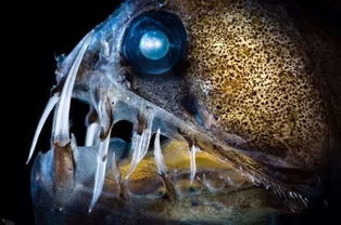 深海生物为何长眼睛？短剧解析深海无光环境--第1张