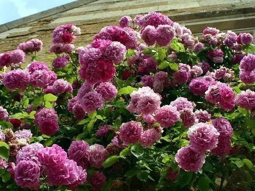 植物人妻子躺了13年电视剧叫什么名字 植物人妻子弃医院，睁眼即巅峰短剧观看平台—— 一场关于生命与爱的探索--第1张