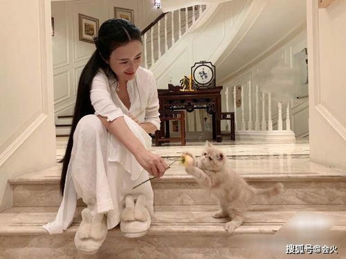 四爷你家小妻马甲又掉了，独家热播短剧--第1张