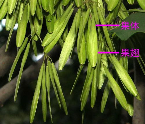 玉簪里的美男夫君短剧在线观看平台，短剧天堂--第1张