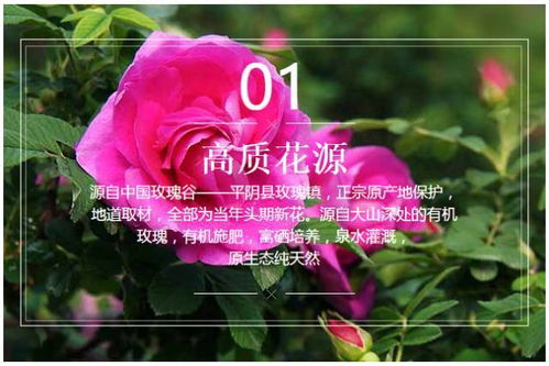 示例，玫瑰冠冕短剧在线观看平台，玫瑰花冠的魅力与历史。--第1张