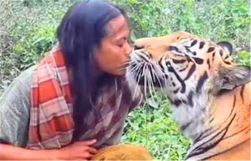 奉旨下山之山下女人是老虎短剧在线观看平台 山下女人是老虎下一句--第1张