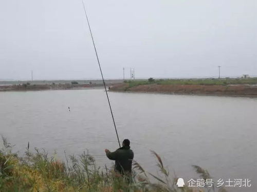 钓龙短剧在线观看平台，让你轻松追剧--第1张