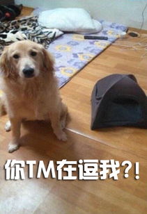 狗离开了这个世界，重返巅峰之路--第1张