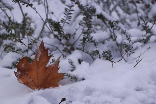 雪落下的声音短剧在线观看平台下载 雪落下的声音--第1张