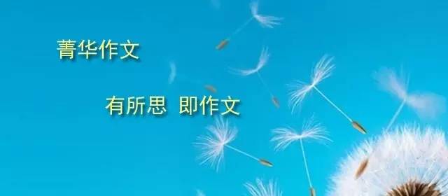 《梧桐叶》 梧桐叶里思星辰--第1张