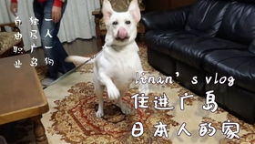 二狗的飞驰人生，短剧中的飞驰人生之旅--第1张