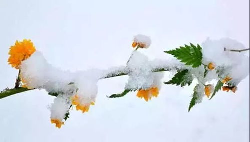 长歌踏雪短剧观看指南--第1张