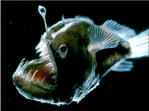 原来深海没有光短剧一口气看完 深海没有光为啥生物还会长眼睛--第1张