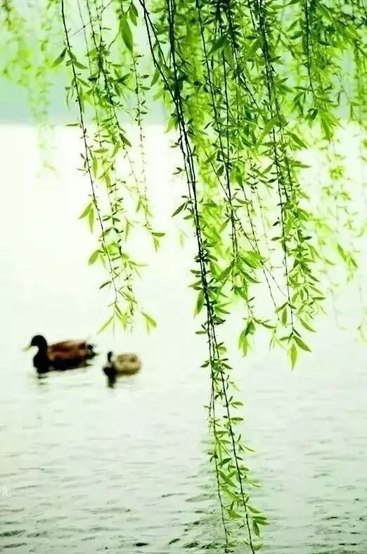 四月芳菲，一部短剧的魅力之旅--第1张
