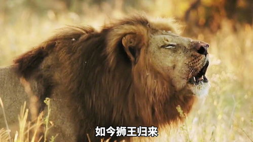 狮王归来，重生的王者--第1张
