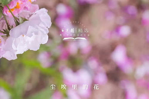 尘埃里的花在线阅读，探寻生命中的美好与奇迹--第1张