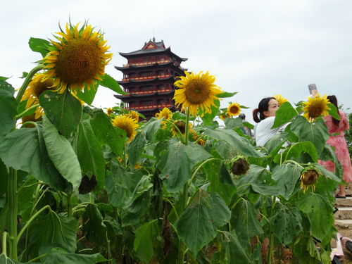 迷失的太阳，太阳找不到的地方--第1张