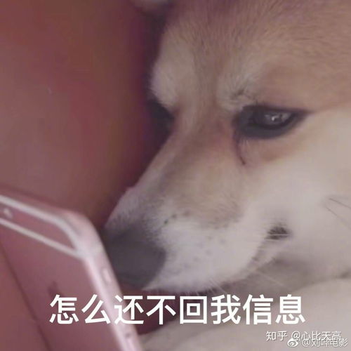 高攀不起新版我有九万亿舔狗金杨桃短剧抢先看完整版  --第1张
