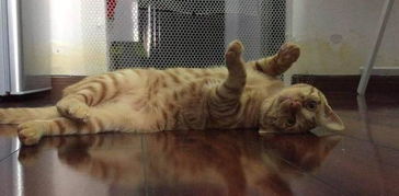 猫宠之爱，变成猫后被死对头捡回家的故事--第1张