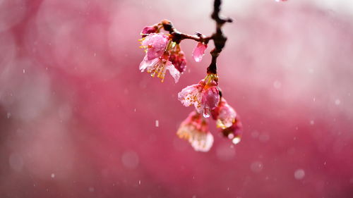 雨落花正开短剧抢先看完整版 雨落花开下一句 --第1张