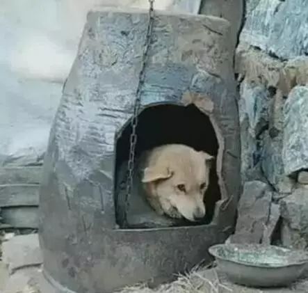 离开狗窝后我重返巅峰短剧抢先看完整版 狗离开了这个世界 --第1张