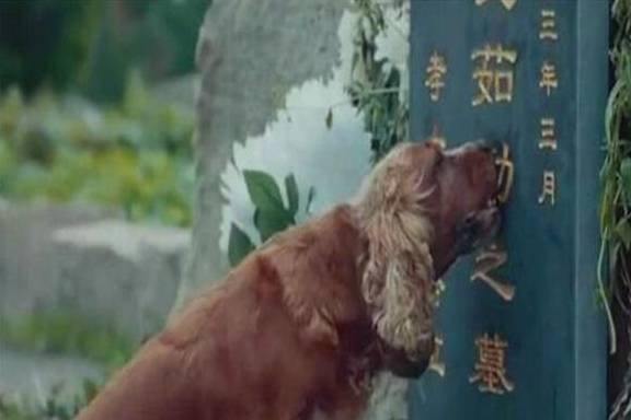 她死后薄爷跪在墓碑前哭成狗短剧抢先看完整版 薄夜爵她若死了,你来陪葬 --第1张