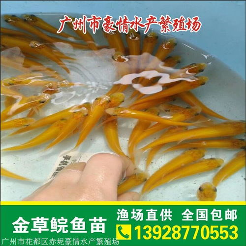 赤目金瞳短剧抢先看，赤目金丝鲩百科全集--第1张