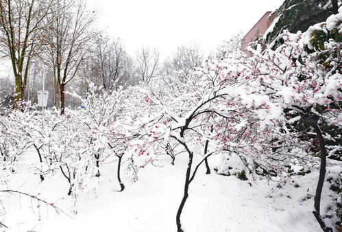 春雪落地即化 春雪落无声，热播短剧资讯 --第1张