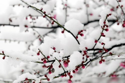 墨染白雪，白白方文梨花短剧最新资讯发布--第1张