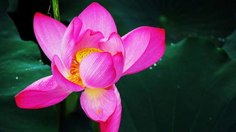 春棠花欲醉短剧全集免费观看资讯，玉棠春花语解析--第1张