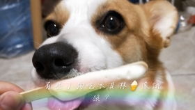 捡来的忠犬老公是亿万富翁短剧全集免费观看资讯 捡到的忠犬是饿狼 --第1张