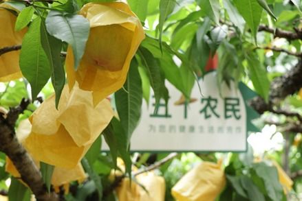 闪婚霸总放肆宠短剧全集免费观看资讯 闪婚霸总超宠我免费阅读 --第1张